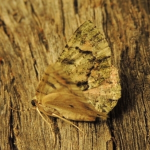 Aeolochroma metarhodata at Conder, ACT - 3 Dec 2016