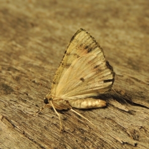 Aeolochroma metarhodata at Conder, ACT - 3 Dec 2016