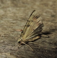 Aeolochroma metarhodata at Conder, ACT - 3 Dec 2016