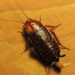 Paratemnopteryx couloniana (A native cockroach) at Conder, ACT - 4 Dec 2016 by MichaelBedingfield