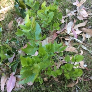 Goodenia ovata at Barragga Bay, NSW - 11 Nov 2016 12:19 PM