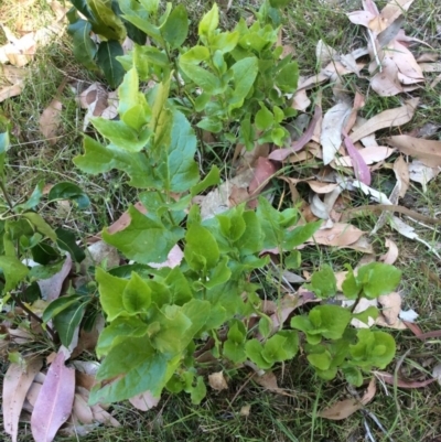 Goodenia ovata (Hop Goodenia) at Four Winds - 11 Nov 2016 by mstevenson