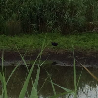 Porphyrio melanotus (Australasian Swamphen) at Pambula, NSW - 4 Jan 2017 by mstevenson