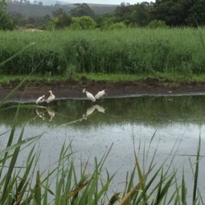 Platalea regia at Pambula, NSW - 4 Jan 2017 08:56 AM