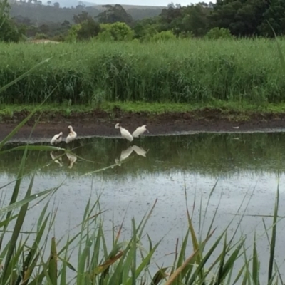 Platalea regia (Royal Spoonbill) at Pambula, NSW - 4 Jan 2017 by mstevenson