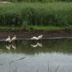 Platalea regia at Pambula, NSW - 4 Jan 2017 08:56 AM