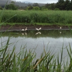 Platalea regia at Pambula, NSW - 4 Jan 2017 08:56 AM