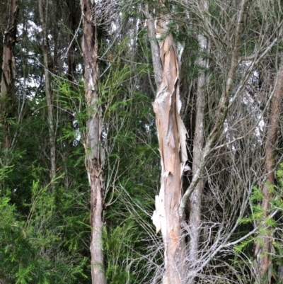 Melaleuca ericifolia (Swamp Paperbark) at Pambula, NSW - 4 Jan 2017 by mstevenson