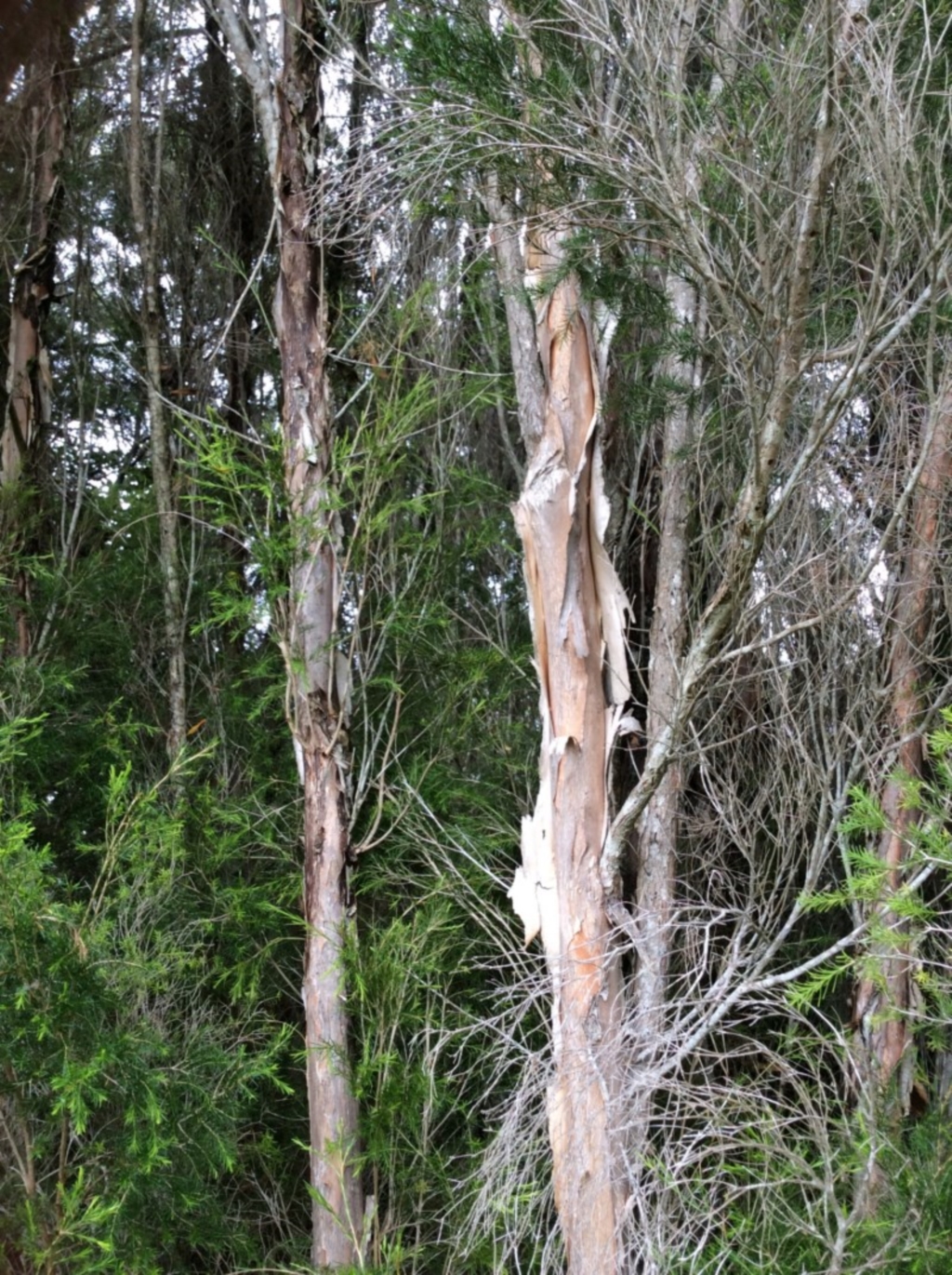 Melaleuca ericifolia at Pambula, NSW - 4 Jan 2017