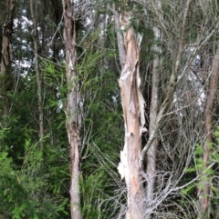 Melaleuca ericifolia (Swamp Paperbark) at Pambula, NSW - 3 Jan 2017 by mstevenson
