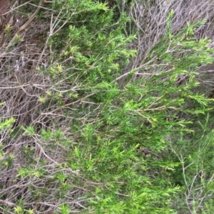 Melaleuca ericifolia at Pambula, NSW - 4 Jan 2017