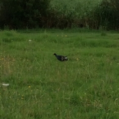 Porphyrio melanotus (Australasian Swamphen) at Pambula, NSW - 4 Jan 2017 by mstevenson