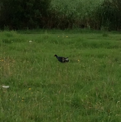 Porphyrio melanotus (Australasian Swamphen) at Panboola - 3 Jan 2017 by mstevenson