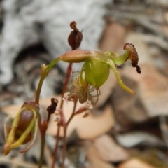 Oxyopes sp. (genus) at Belconnen, ACT - 4 Jan 2017