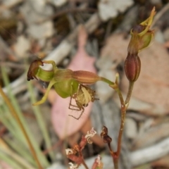 Oxyopes sp. (genus) at Belconnen, ACT - 4 Jan 2017