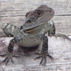 Intellagama lesueurii howittii (Gippsland Water Dragon) at Barragga Bay, NSW - 26 Dec 2016 by narelle