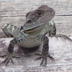 Intellagama lesueurii howittii at Barragga Bay, NSW - 27 Dec 2016 08:33 AM