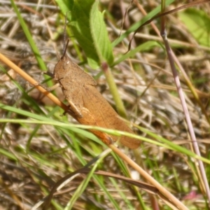 Goniaea australasiae at Bemboka River Reserve - 2 Jan 2017 02:32 PM