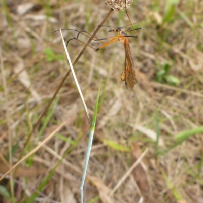Harpobittacus (genus) (Hangingfly) at Bemboka River Reserve - 2 Jan 2017 by JanetRussell