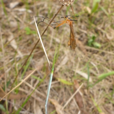 Harpobittacus sp. (genus) (Hangingfly) at Bemboka, NSW - 2 Jan 2017 by JanetRussell