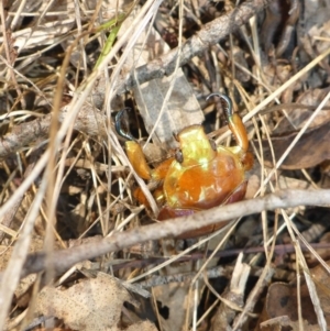 Anoplognathus viriditarsis at Bemboka River Reserve - 2 Jan 2017 03:15 PM