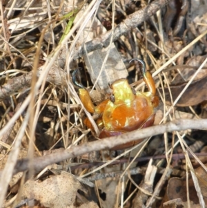 Anoplognathus viriditarsis at Bemboka River Reserve - 2 Jan 2017