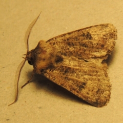 Agrotis porphyricollis (Variable Cutworm) at Conder, ACT - 5 Dec 2016 by MichaelBedingfield