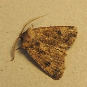 Agrotis porphyricollis at Conder, ACT - 5 Dec 2016 08:03 AM