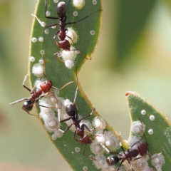 Iridomyrmex purpureus at Acton, ACT - 2 Jan 2017