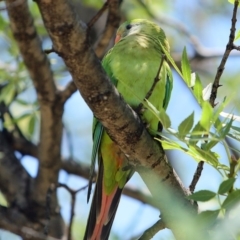 Polytelis swainsonii (Superb Parrot) at Bruce, ACT - 4 Jan 2017 by NathanaelC