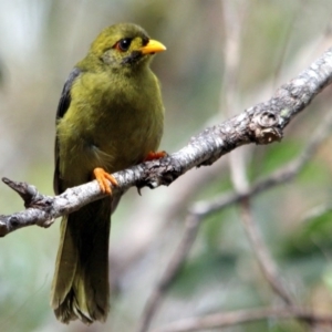 Manorina melanophrys at Kalaru, NSW - 6 Dec 2016