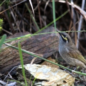 Caligavis chrysops at Kalaru, NSW - 8 Dec 2016 12:00 AM