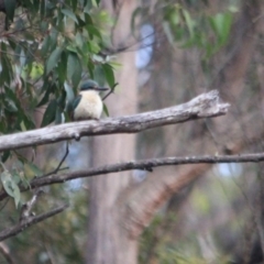 Todiramphus sanctus (Sacred Kingfisher) at Kalaru, NSW - 8 Dec 2016 by MichaelMcMaster