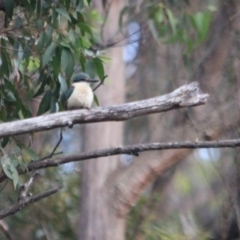 Todiramphus sanctus (Sacred Kingfisher) at Kalaru, NSW - 7 Dec 2016 by MichaelMcMaster