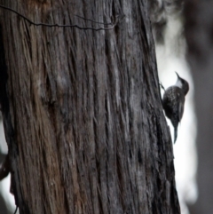 Cormobates leucophaea (White-throated Treecreeper) at Kalaru, NSW - 7 Dec 2016 by MichaelMcMaster