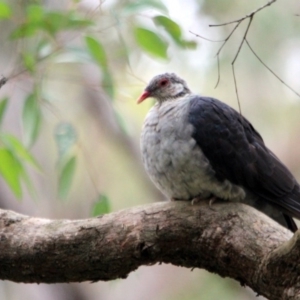 Columba leucomela at Kalaru, NSW - 11 Dec 2016 12:00 AM