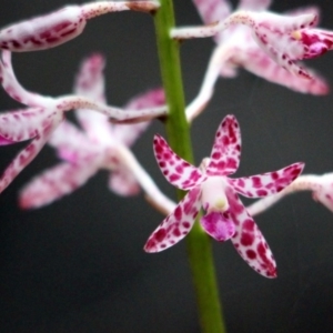 Dipodium variegatum at Kalaru, NSW - suppressed