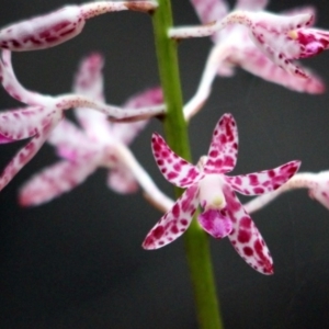 Dipodium variegatum at Kalaru, NSW - 11 Dec 2016