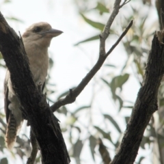 Dacelo novaeguineae (Laughing Kookaburra) at Kalaru, NSW - 10 Dec 2016 by MichaelMcMaster