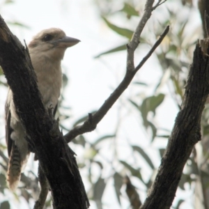 Dacelo novaeguineae at Kalaru, NSW - 11 Dec 2016 09:49 AM