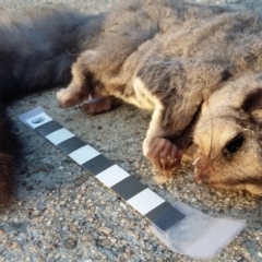 Petaurus notatus (Krefft’s Glider, Sugar Glider) at Farrer, ACT - 4 Jan 2017 by DebK