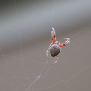 Araneus hamiltoni at Jerrabomberra, NSW - 30 Dec 2016