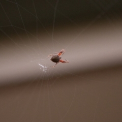 Araneus hamiltoni at Jerrabomberra, NSW - 30 Dec 2016