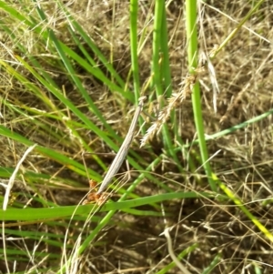 Mantodea (order) at Molonglo Valley, ACT - 5 Jan 2017