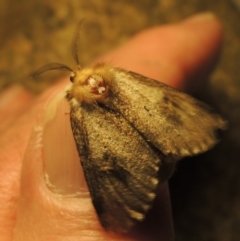 Epicoma (genus) (Unidentified Prominent moth) at Barneys Hill/Mt Stranger - 6 Dec 2016 by michaelb