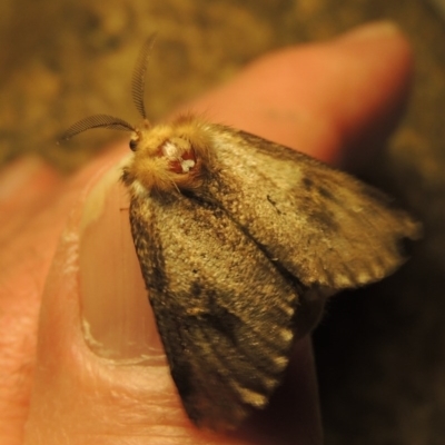 Epicoma (genus) (Unidentified Prominent moth) at Barneys Hill/Mt Stranger - 6 Dec 2016 by michaelb
