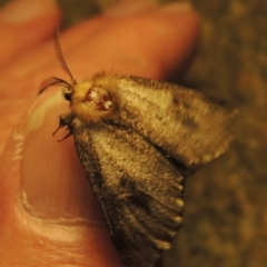 Epicoma (genus) at Gordon, ACT - 6 Dec 2016 10:50 PM