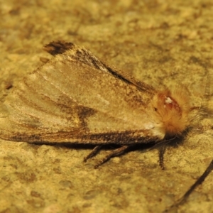 Epicoma (genus) at Gordon, ACT - 6 Dec 2016 10:50 PM