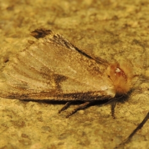 Epicoma (genus) at Gordon, ACT - 6 Dec 2016