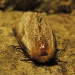 Epicoma (genus) at Gordon, ACT - 6 Dec 2016